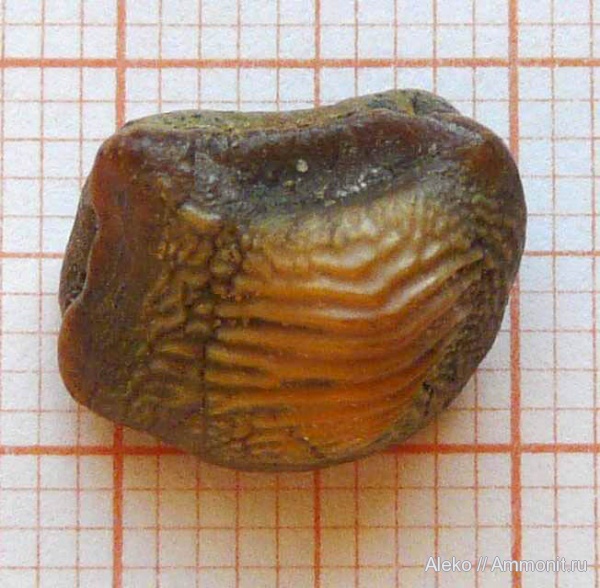 сеноман, зубы акул, Ptychodus, Шацк, Cenomanian, shark teeth