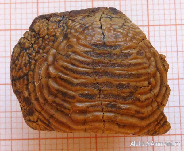 сеноман, зубы акул, Ptychodus, Шацк, Cenomanian, shark teeth