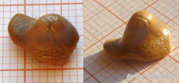 сеноман, зубы акул, Ptychodus, Шацк, Cenomanian, shark teeth