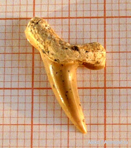 сеноман, зубы акул, Шацк, Paranomotodon, Cenomanian, shark teeth