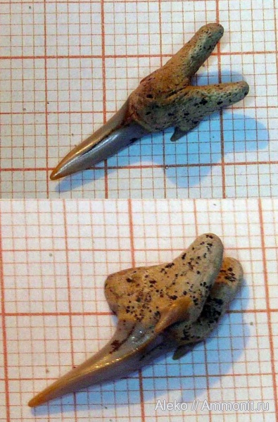 сеноман, Leptostyrax, зубы акул, Шацк, Cenomanian, shark teeth