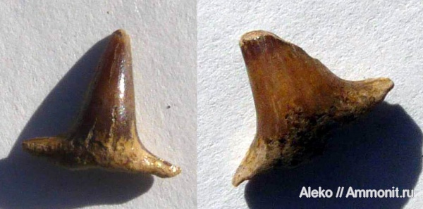 сеноман, зубы акул, Шацк, Meristodonoides, Cenomanian, shark teeth