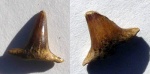 Два зуба Meristodonoides sp.