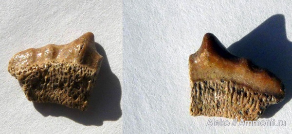 сеноман, зубы акул, Hybodontidae, Шацк, Cenomanian, shark teeth