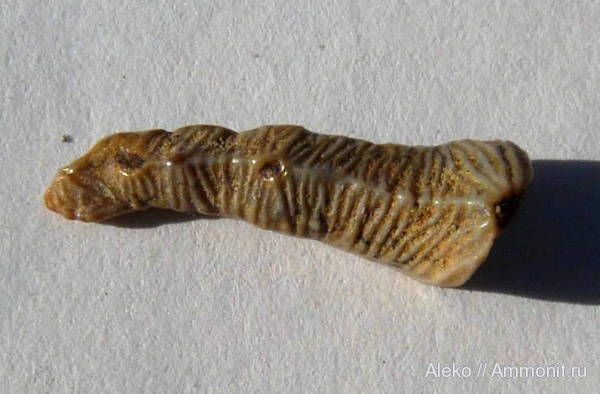 сеноман, зубы акул, Polyacrodus, Шацк, Cenomanian, shark teeth