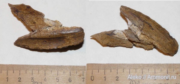 химеры, сеноман, Chimaeriformes, Шацк, Cenomanian