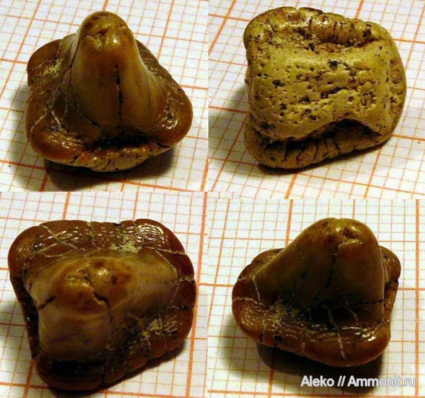 сеноман, зубы акул, Ptychodus, Шацк, Cenomanian, shark teeth, Ptychodus altior