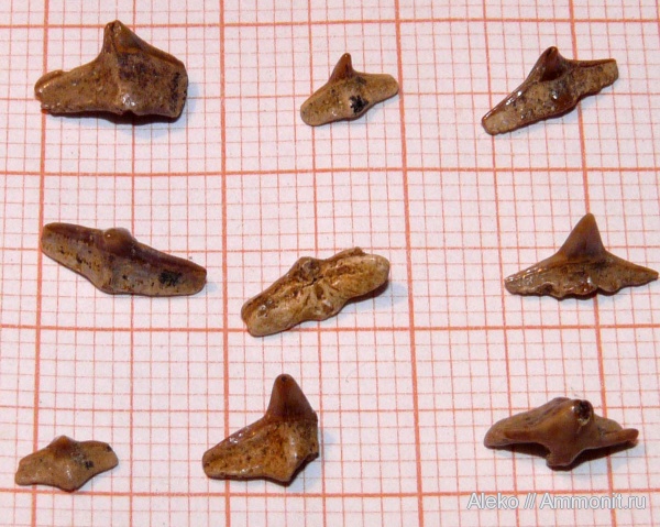 сеноман, зубы акул, Squatina, Cederstroemia, Шацк, Cenomanian, shark teeth