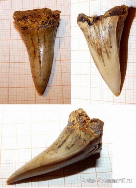 сеноман, зубы акул, Cretodus, Шацк, Cenomanian, shark teeth