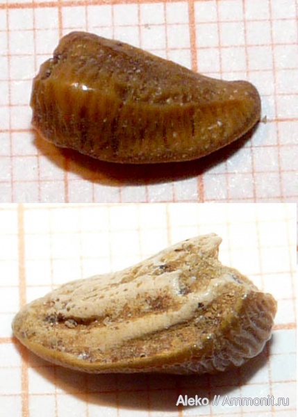 сеноман, зубы акул, Heterodontus, Шацк, Cenomanian, shark teeth