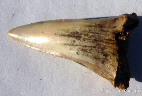 На опознание