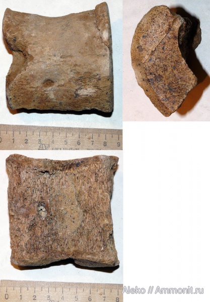 рептилии, сеноман, Шацк, Plesiosauria, Cenomanian