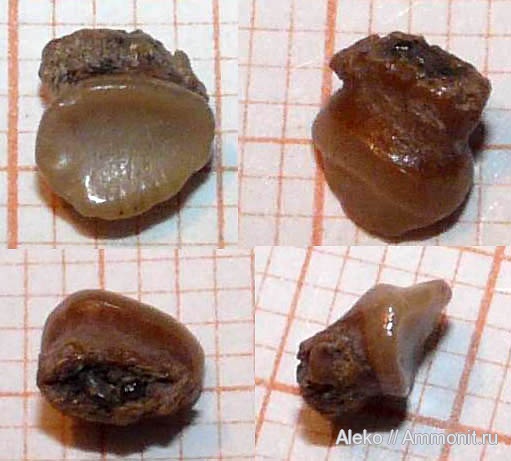 сеноман, зубы акул, Pycnodontiformes, Шацк, Cenomanian, shark teeth