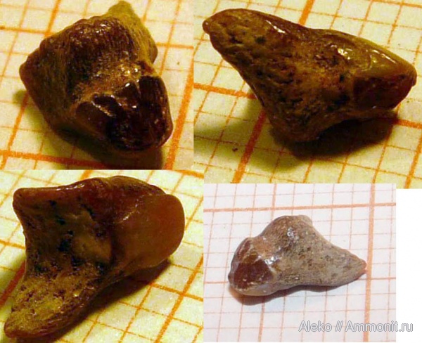 сеноман, зубы акул, Шацк, Paraisurus, Cenomanian, shark teeth