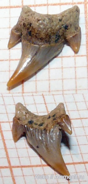 сеноман, зубы акул, Protolamna, Шацк, Cenomanian, shark teeth