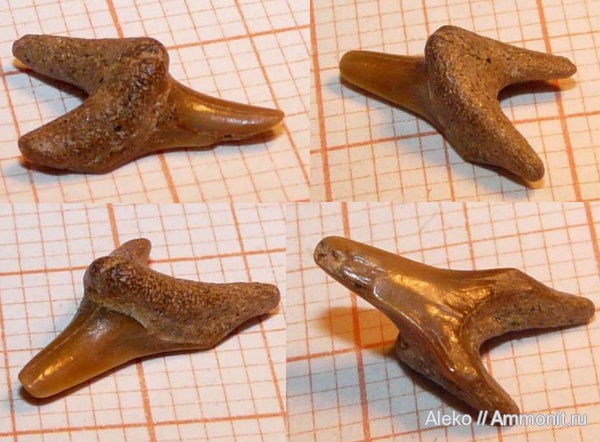 сеноман, зубы акул, Шацк, Paranomotodon, Cenomanian, shark teeth