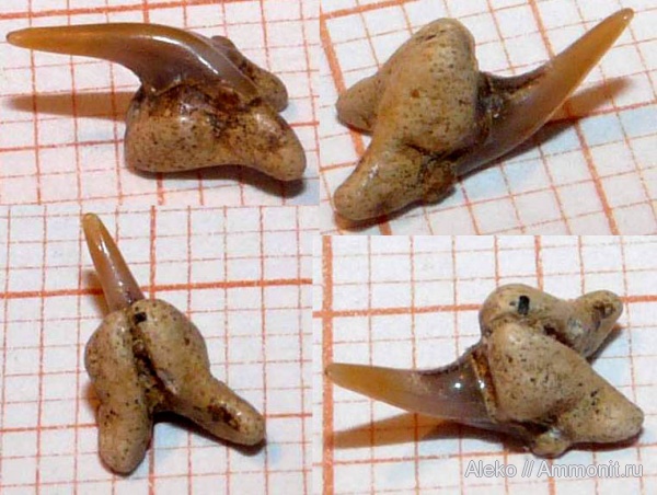 сеноман, зубы акул, Шацк, Johnlongia, Cenomanian, shark teeth
