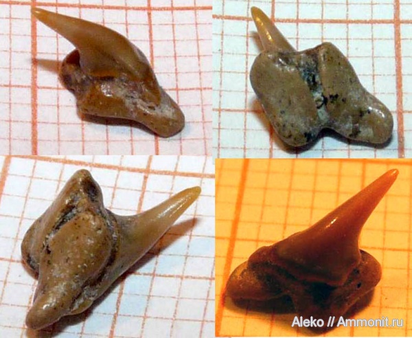 сеноман, зубы акул, Шацк, Johnlongia, Cenomanian, shark teeth