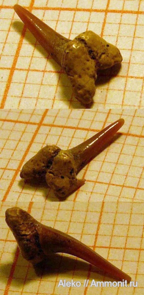 Eostriatolamia, сеноман, зубы акул, Шацк, Cenomanian, shark teeth