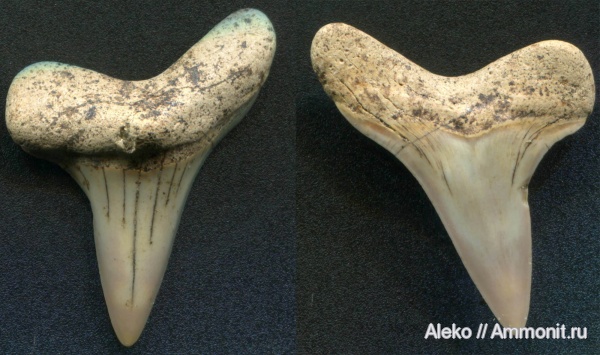 сеноман, зубы акул, Cretoxyrhina, Шацк, Cenomanian, shark teeth