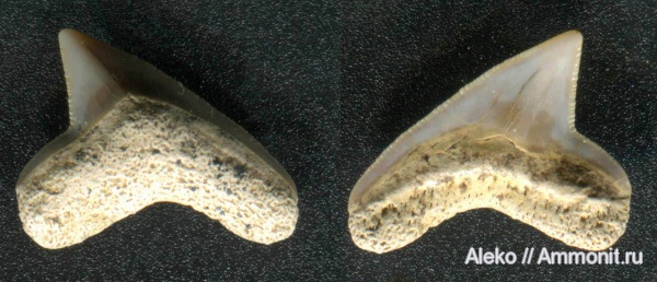 Squalicorax, сеноман, зубы акул, Шацк, Cenomanian, shark teeth