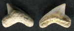 Squalicorax curvatus