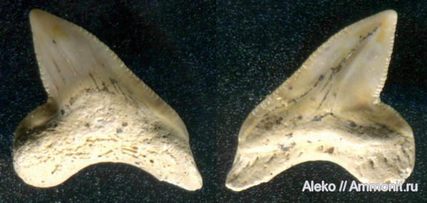 Squalicorax, сеноман, зубы акул, Шацк, Cenomanian, shark teeth