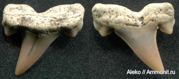 Cretalamna, сеноман, зубы акул, Cretalamna appendiculata, Шацк, Cenomanian, shark teeth