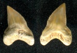 Передний зуб Squalicorax falcatus