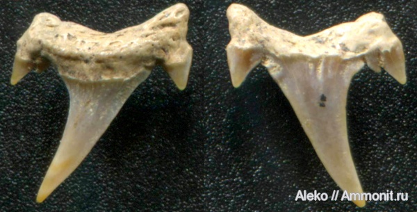 Eostriatolamia, сеноман, зубы акул, Шацк, Cenomanian, shark teeth