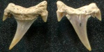 Зуб Eostriatolamia subulata с раздвоенным боковым зубцом.