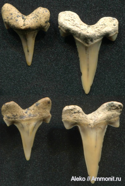 Cretalamna, сеноман, зубы акул, Cretalamna appendiculata, Шацк, Cenomanian, shark teeth
