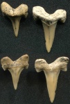 Два зуба Cretolamna appendiculata