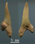 Передний зуб Cretoxyrhina cf. mantelli
