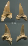 Cardabiodon sp. и Cretoxyrhina denticulata