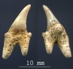 Интермедиальный или симфизный зуб Cardabiodon sp.