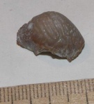 Попробуем определить?