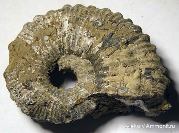 Kosmoceras, Kosmoceras geminatum