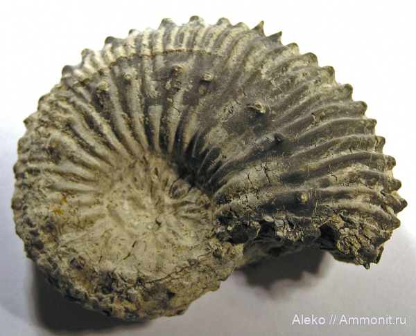 Kоsmoceras rotundum