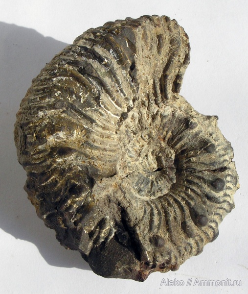 Kosmoceras, Kosmoceras spinosum