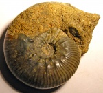 Kosmoceras planicerclus