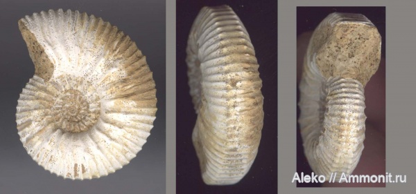Kepplerites, Kepplerites approximatus
