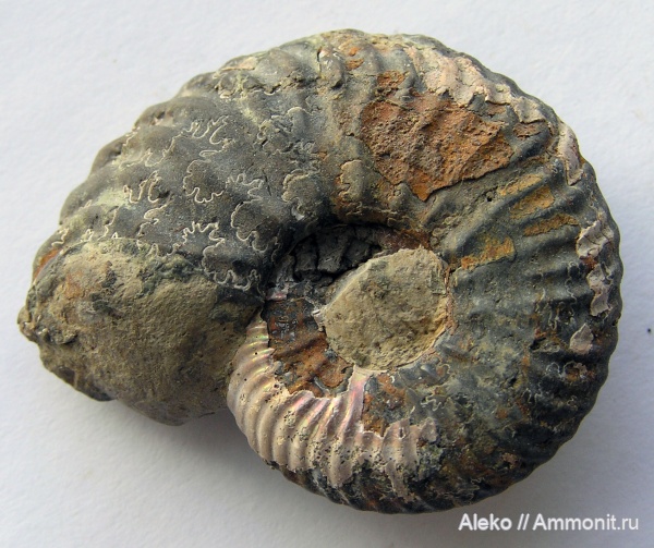 Quenstedtoceras, Никитино, Quenstedtoceras paucicostatum