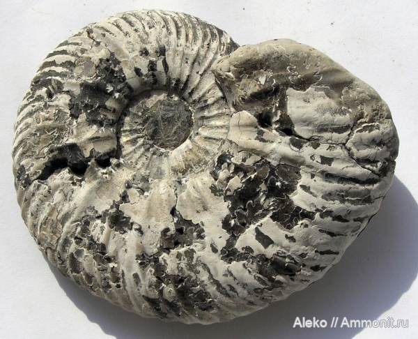 Quenstedtoceras, Quenstedtoceras henrici