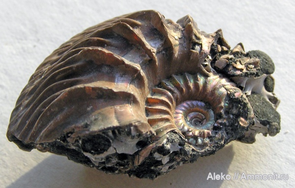 Cardioceras, Никитино, Oxfordian, Cardioceras roullieri