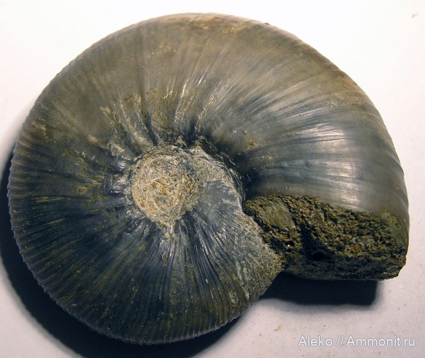 Kosmoceras, Kosmoceras enodatum