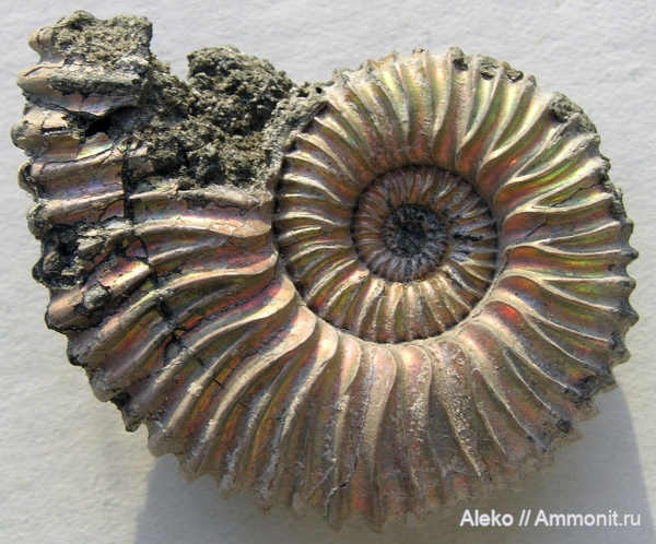 Peltoceras, Peltoceratoides, Aspidoceratidae, Peltoceratoides arduennense