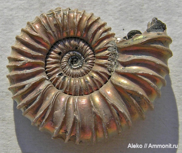 Peltoceras, прижизненные повреждения, Peltoceratoides, Peltoceratoides athletoides, Peltoceras athletoides, ammonoid sublethal injuries