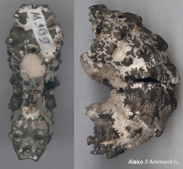 Kosmoceras, Kosmoceras fuchsi