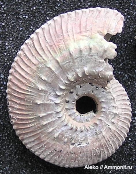 Kosmoceras, kosmoceras pollucinum